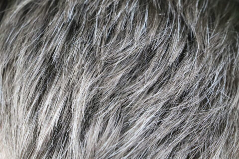 cabelo branco Siniehina, Adobe Stock