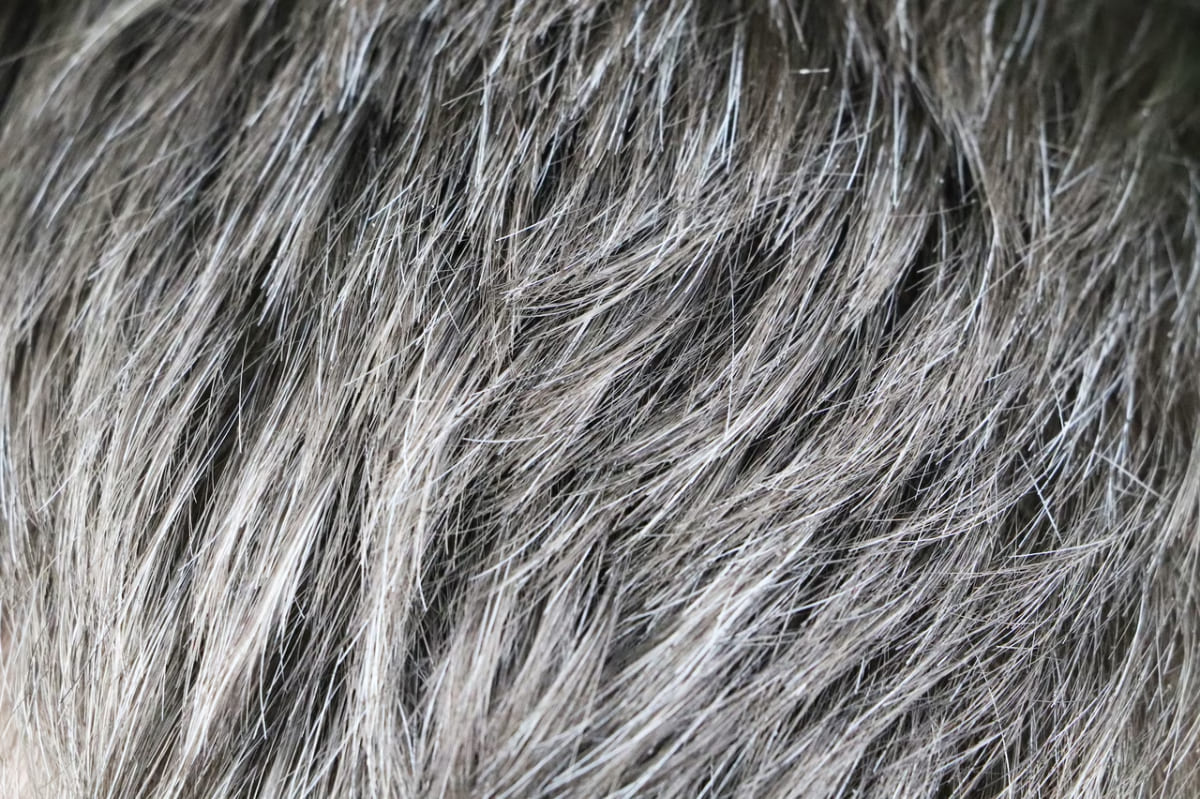 cabelo branco Siniehina, Adobe Stock