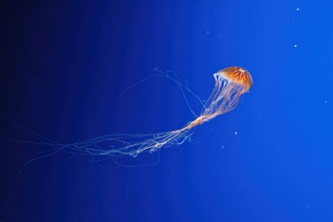 méduse-Turritopsis-dohrnii