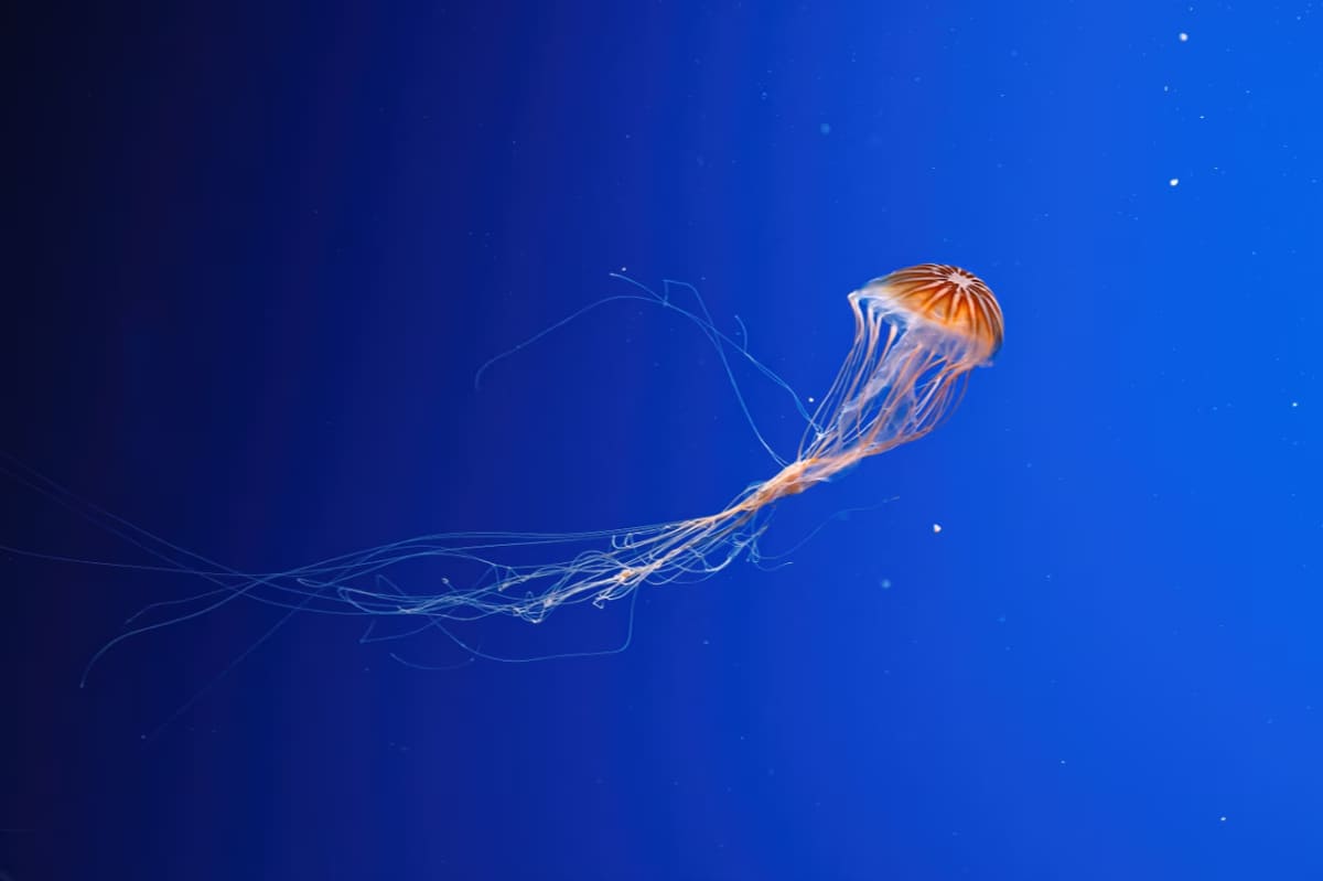 méduse-Turritopsis-dohrnii