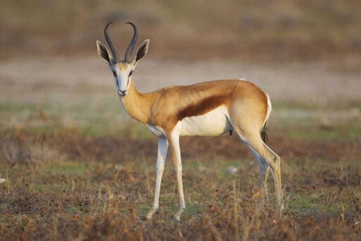 Antidorcas_marsupialis__male__Etosha__2012_
