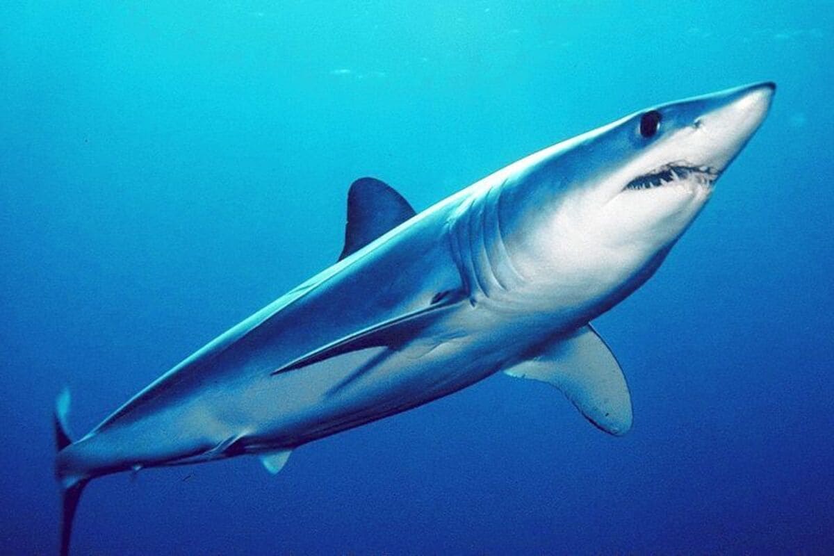 Isurus_oxyrinchus_por_mark_conlin2