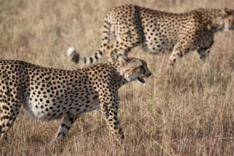 animal-mais-rápido-do-mundo-guepardo