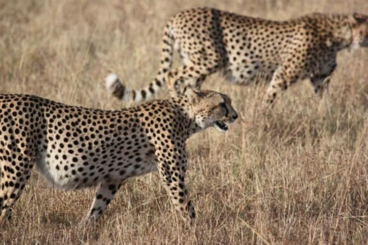 animal-mais-rápido-do-mundo-guepardo