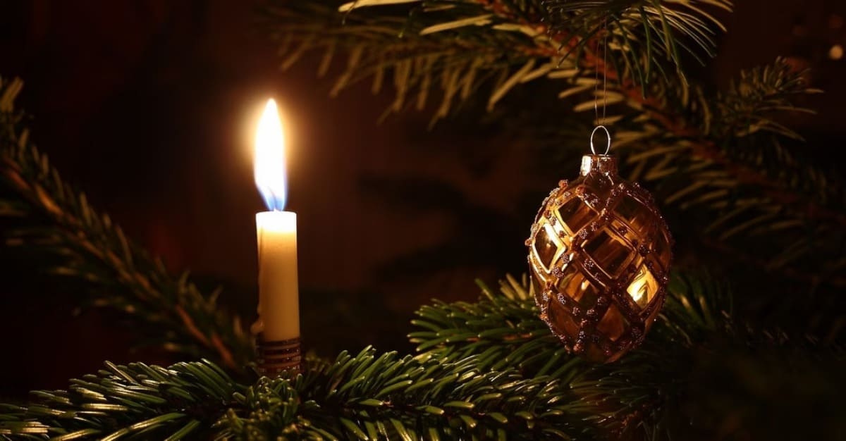 abeto_de_natal