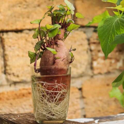 germinação de batata-doce