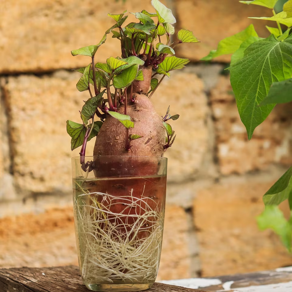 germinação de batata-doce