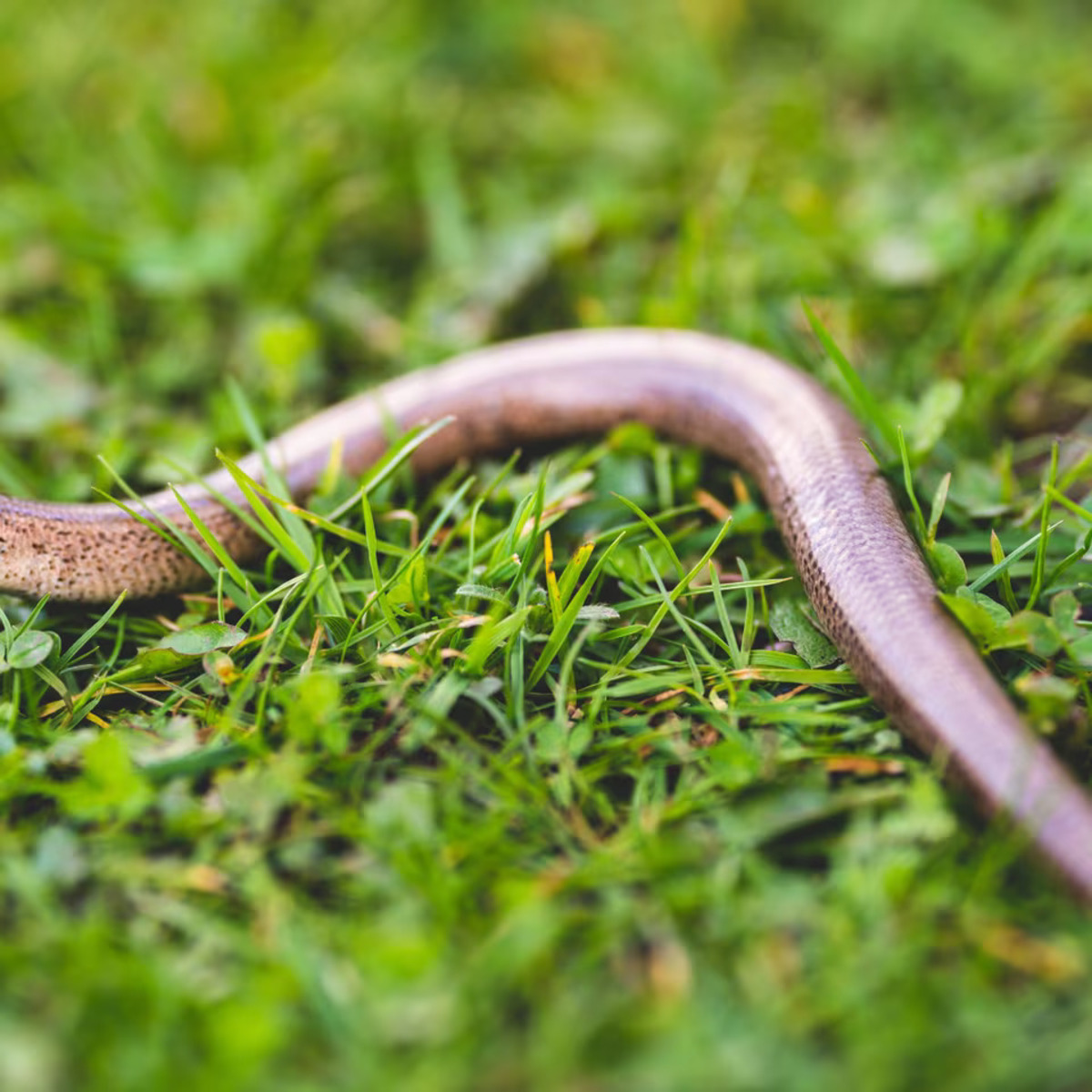 jardim-para-manter-cobras