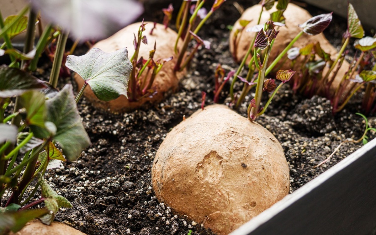solo para a germinação da batata-doce