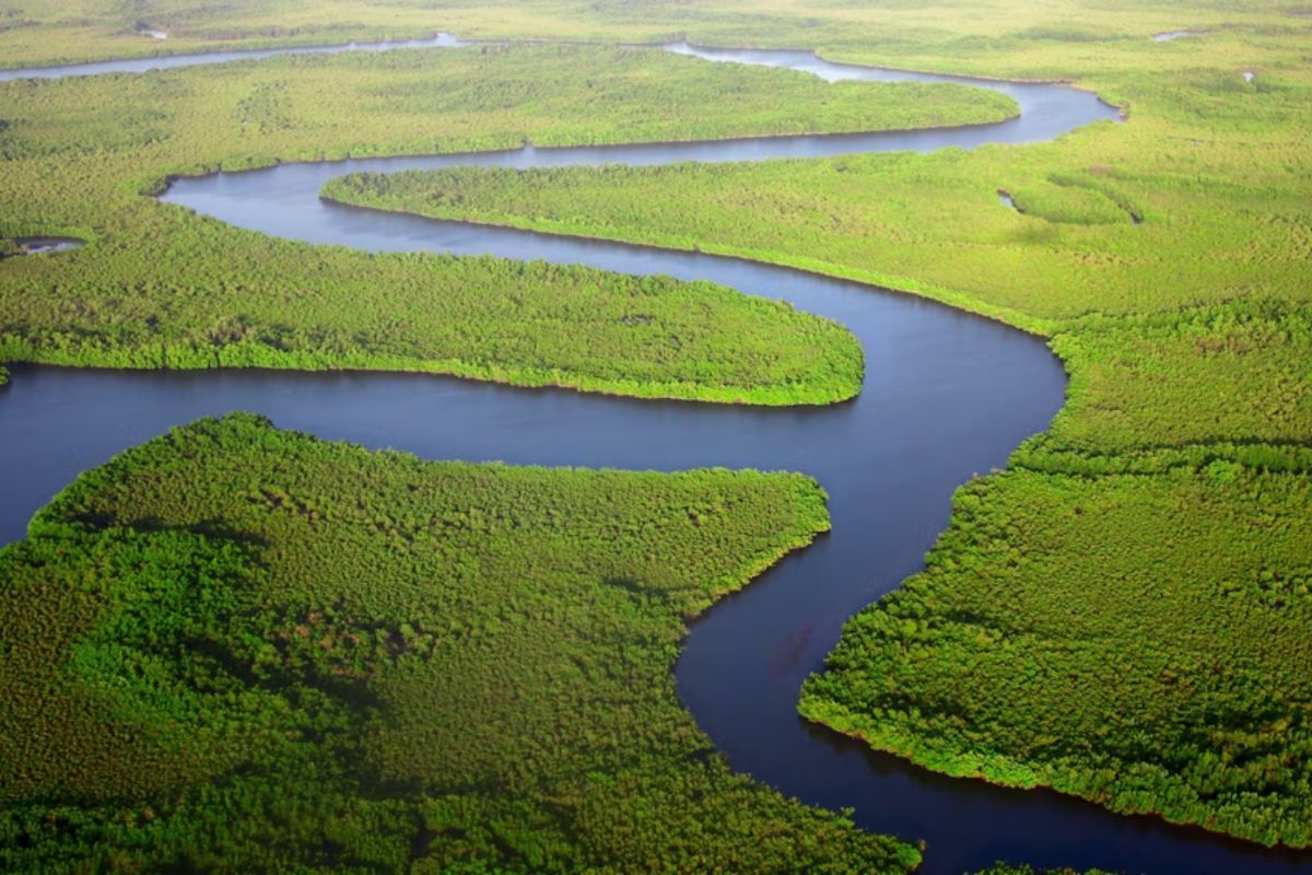 A floresta amazónica é considerada o pulmão do planeta. © Dan Roizer, Unsplash